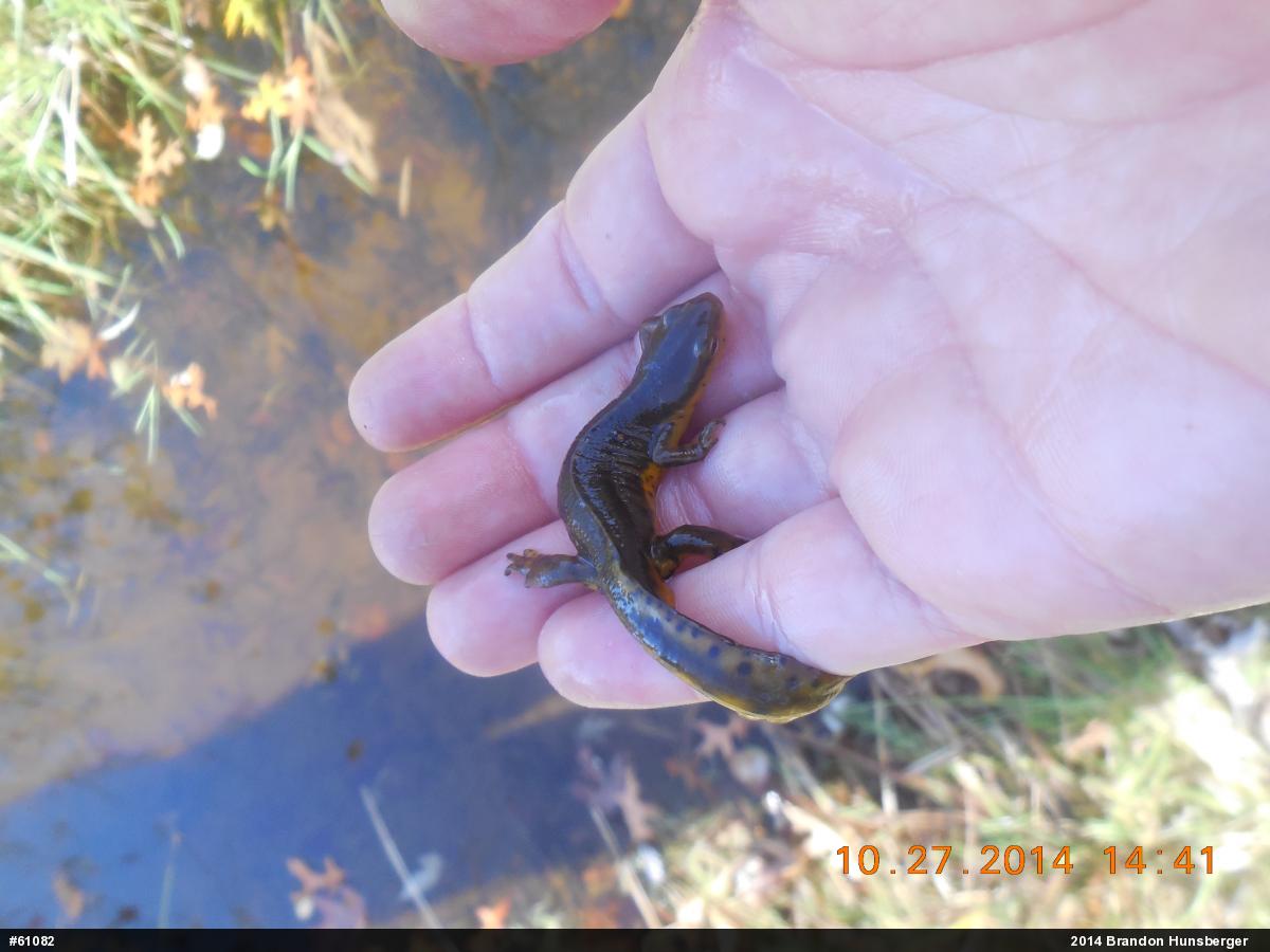 Red-spotted Newt