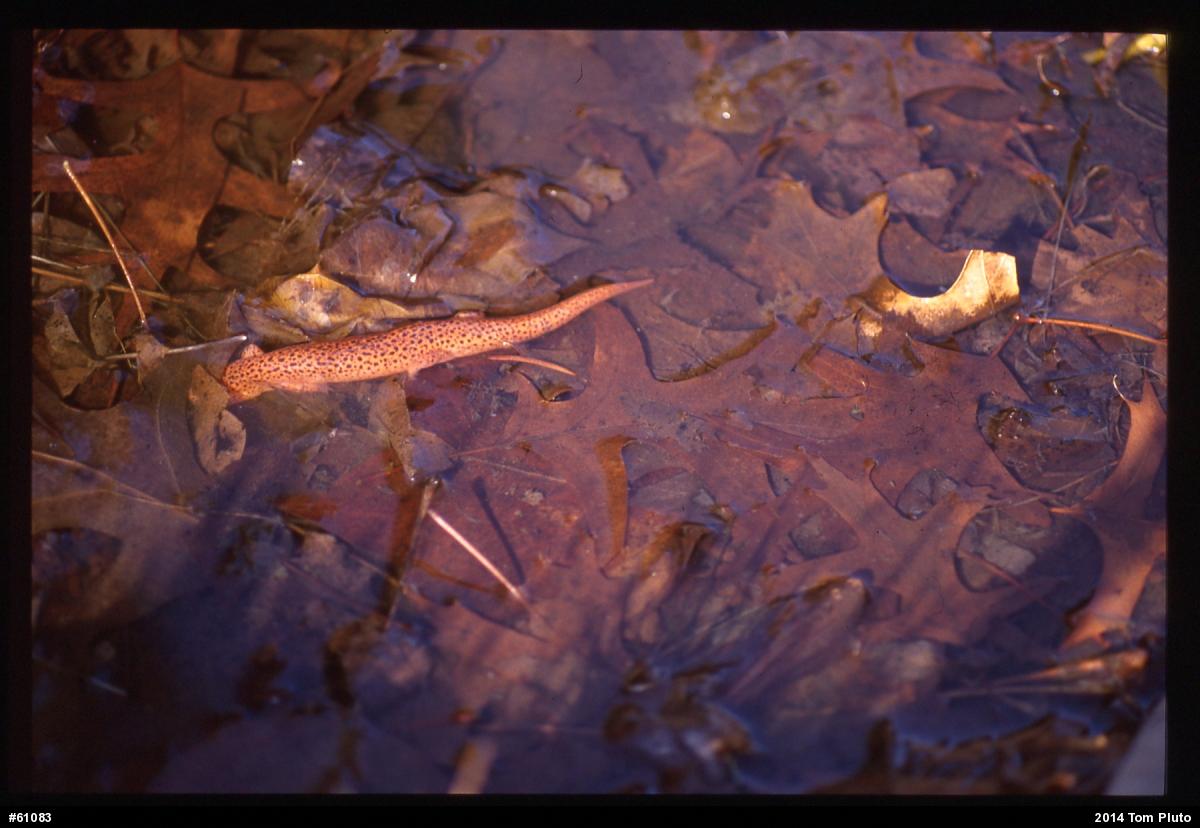 Northern Red Salamander