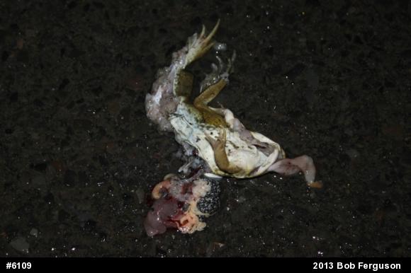 Green Frog