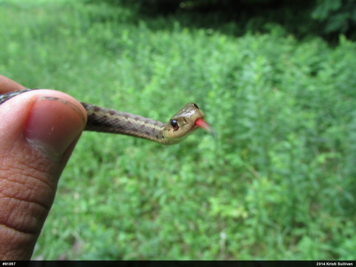 Eastern Gartersnake