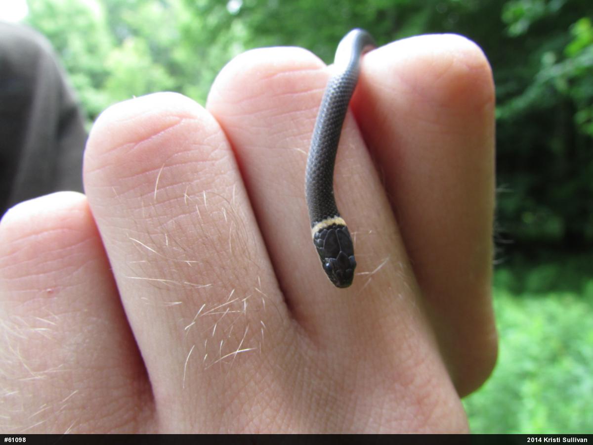 Northern Ring-necked Snake