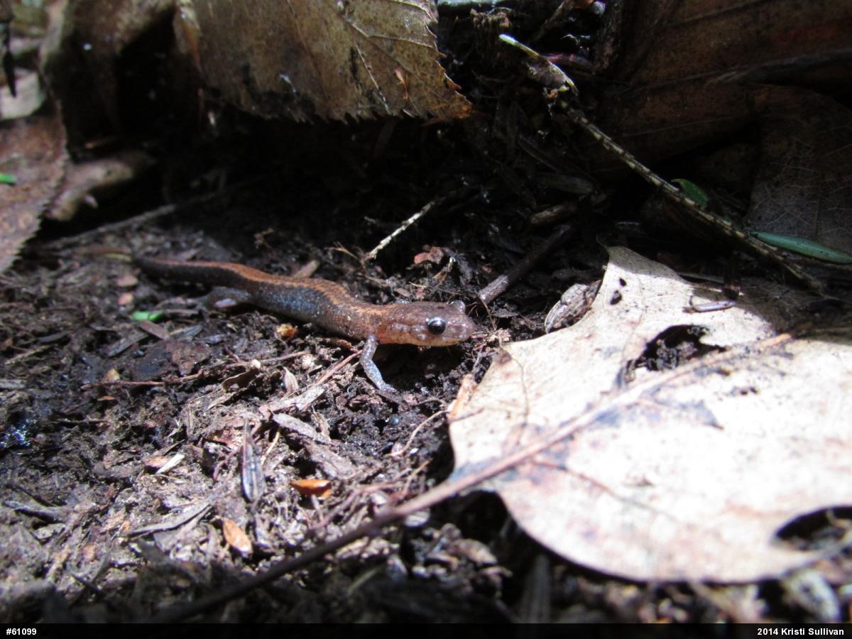 Eastern Red-backed  Salamander
