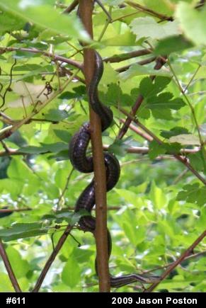 Queensnake