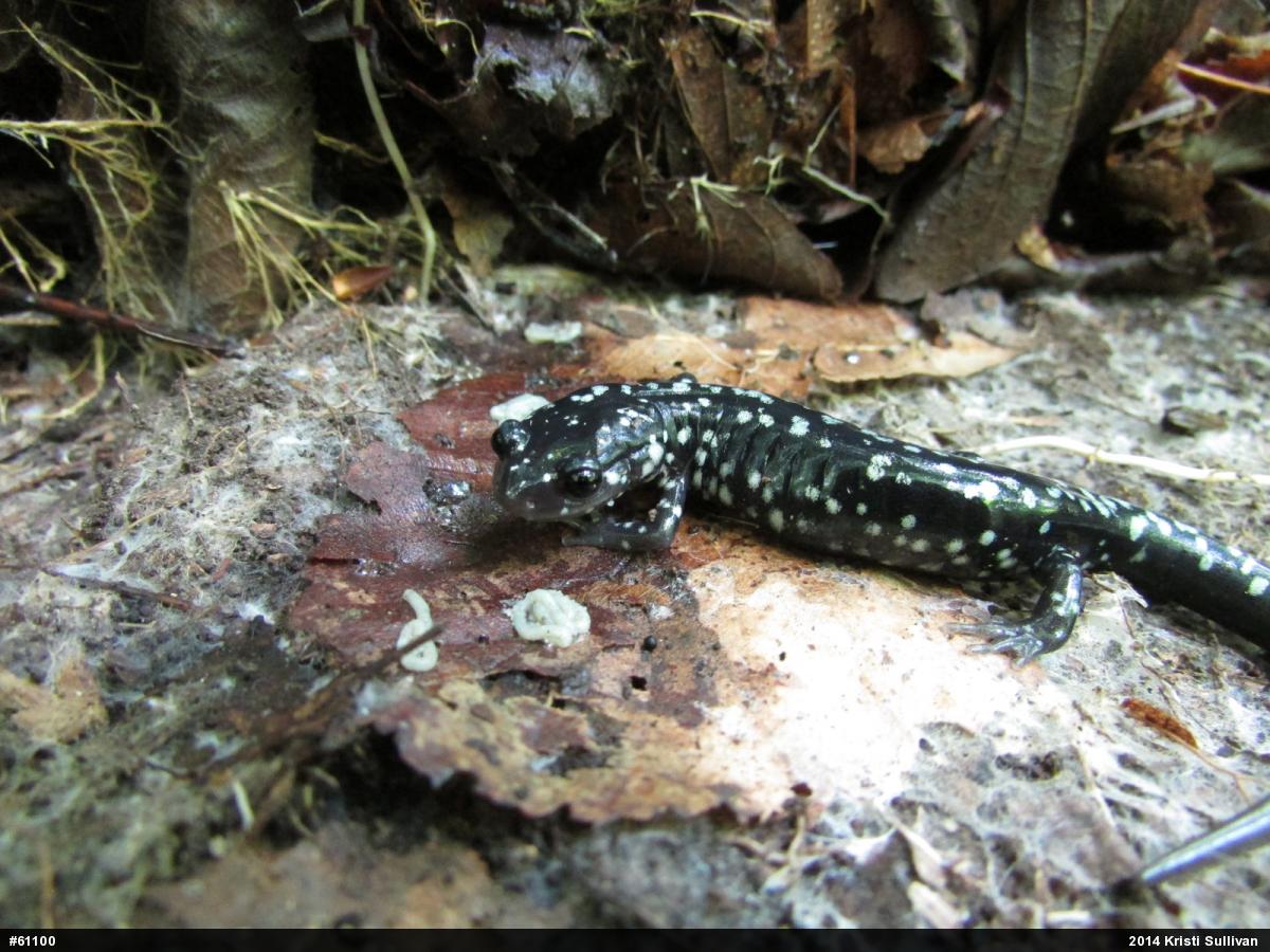 Northern Slimy Salamander