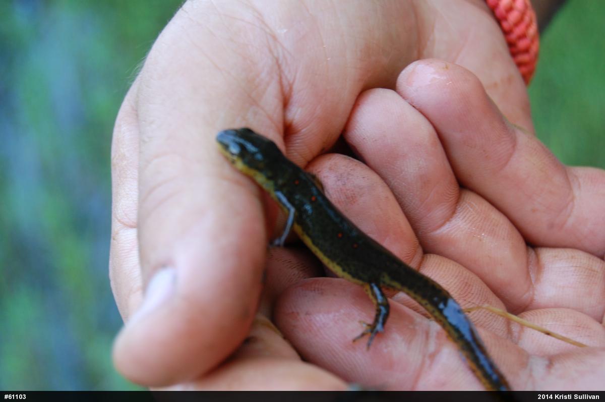 Red-spotted Newt