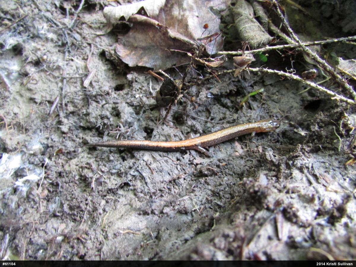Eastern Red-backed  Salamander