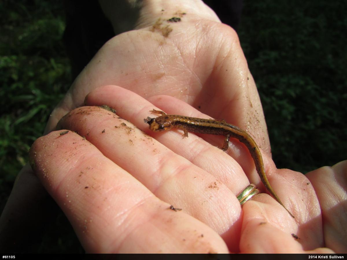 Allegheny Mountain Dusky Salamander