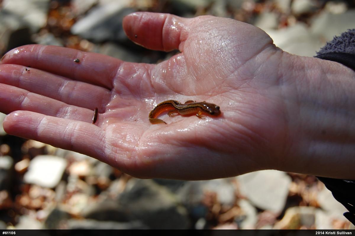 Northern Two-lined Salamander