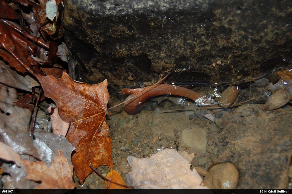 Northern Spring Salamander