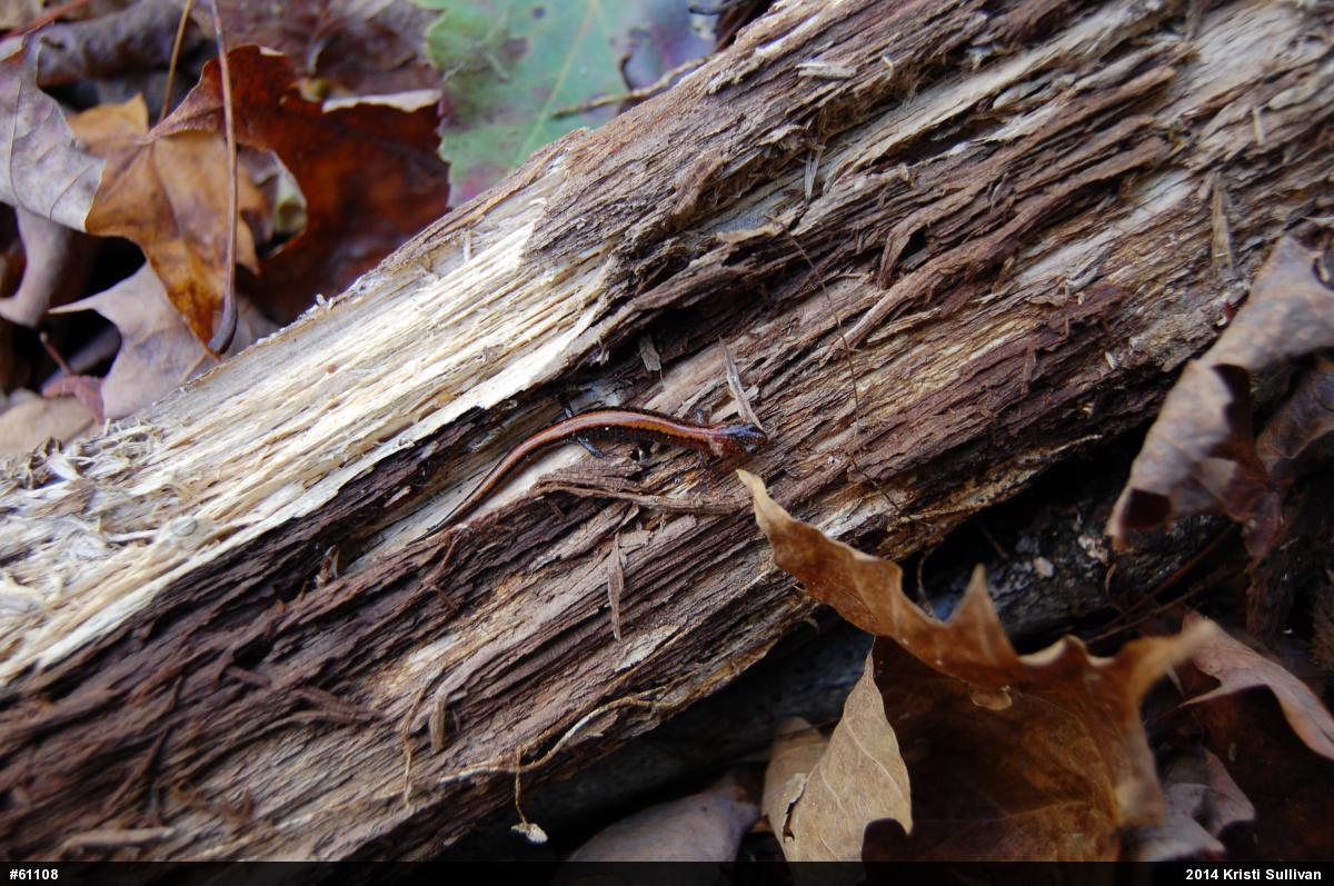 Eastern Red-backed  Salamander