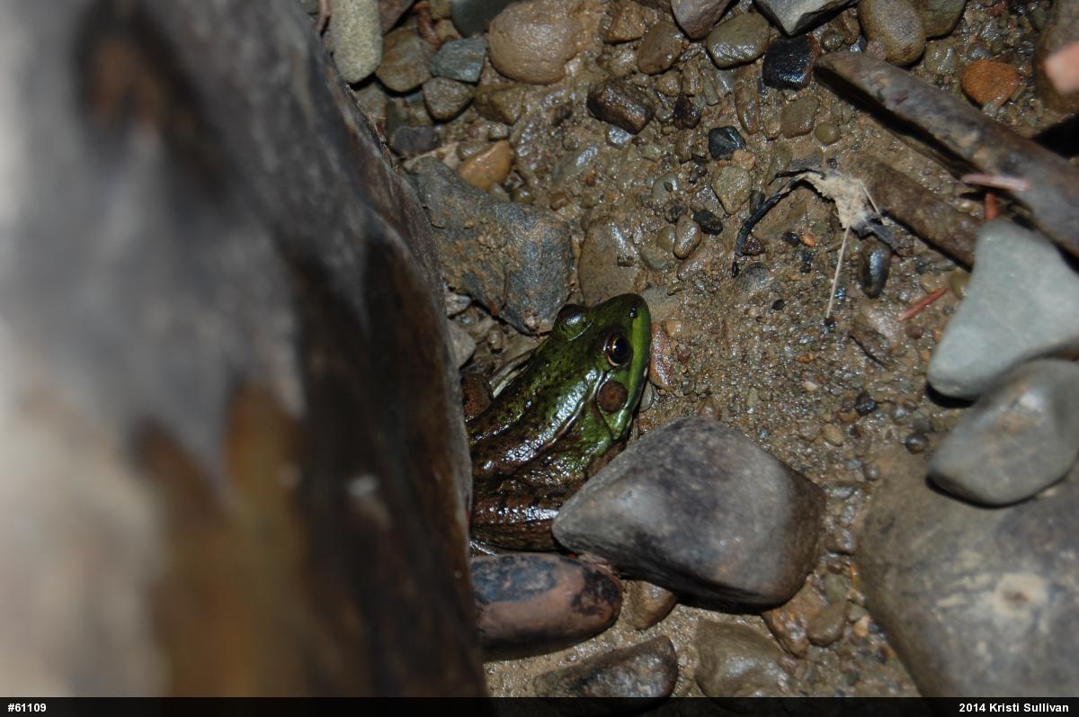 Green Frog