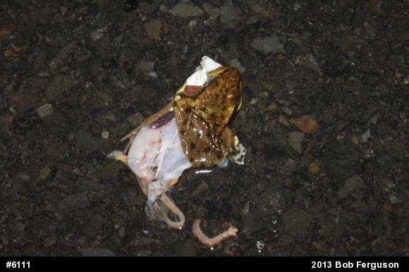 Green Frog