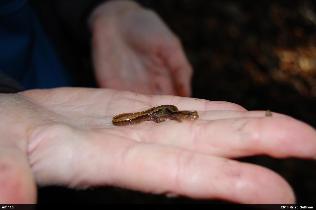 Allegheny Mountain Dusky Salamander