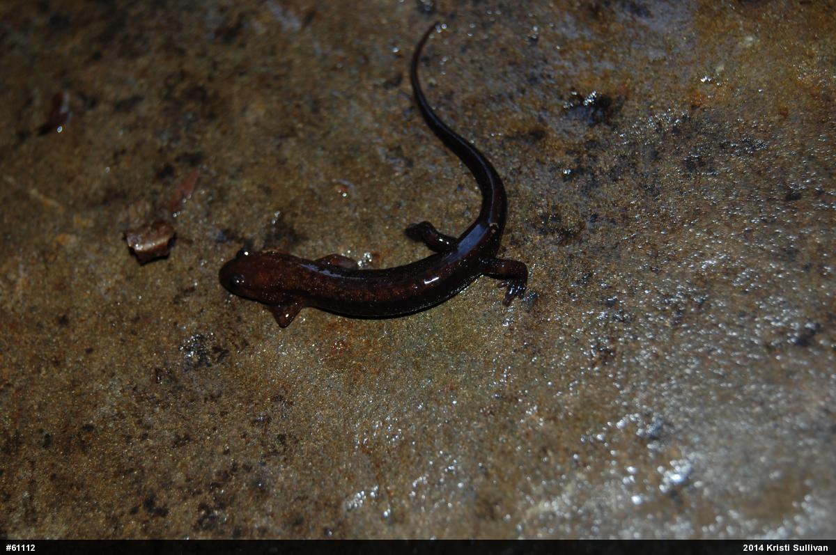 Allegheny Mountain Dusky Salamander