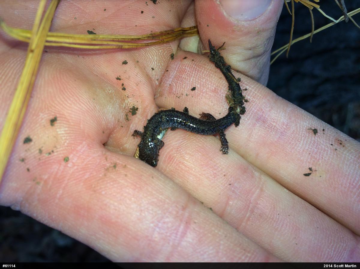 Eastern Red-backed  Salamander