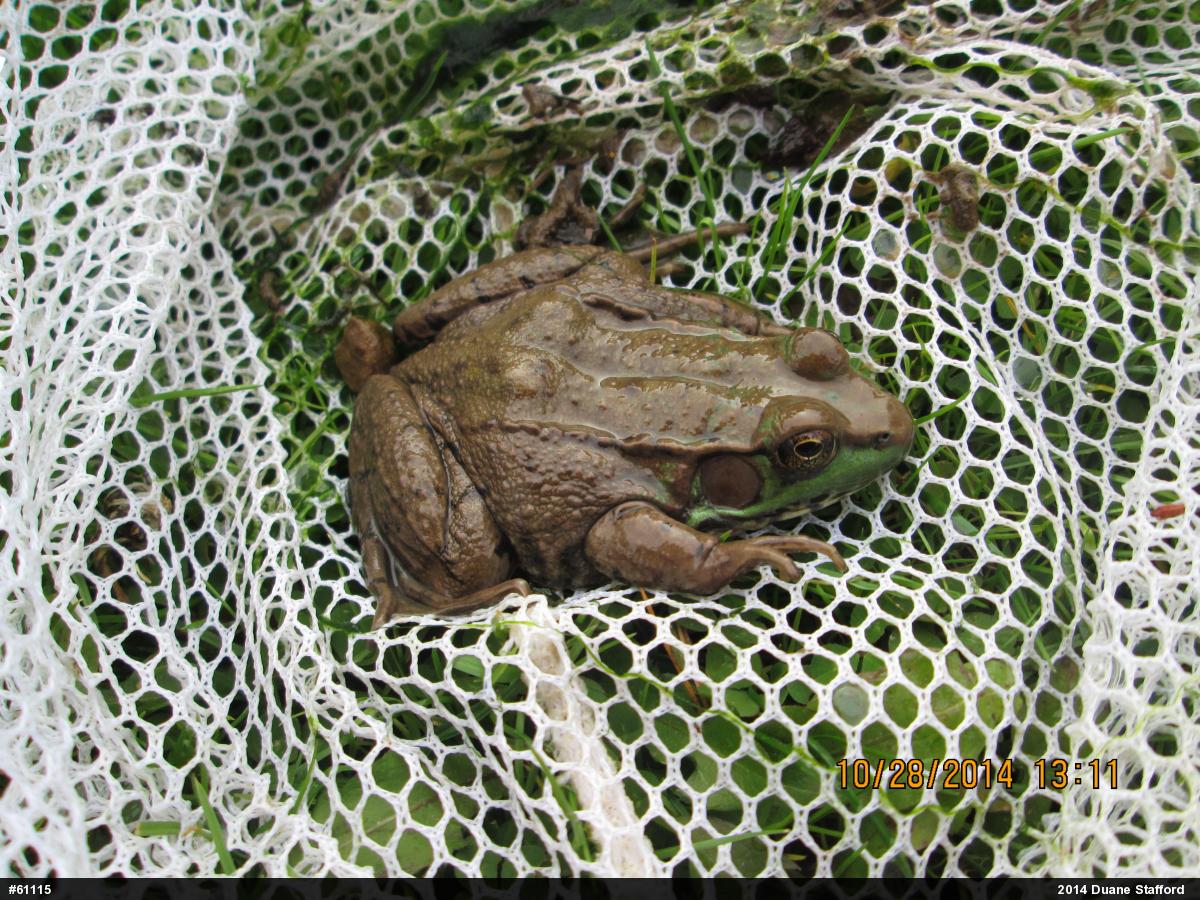 Green Frog