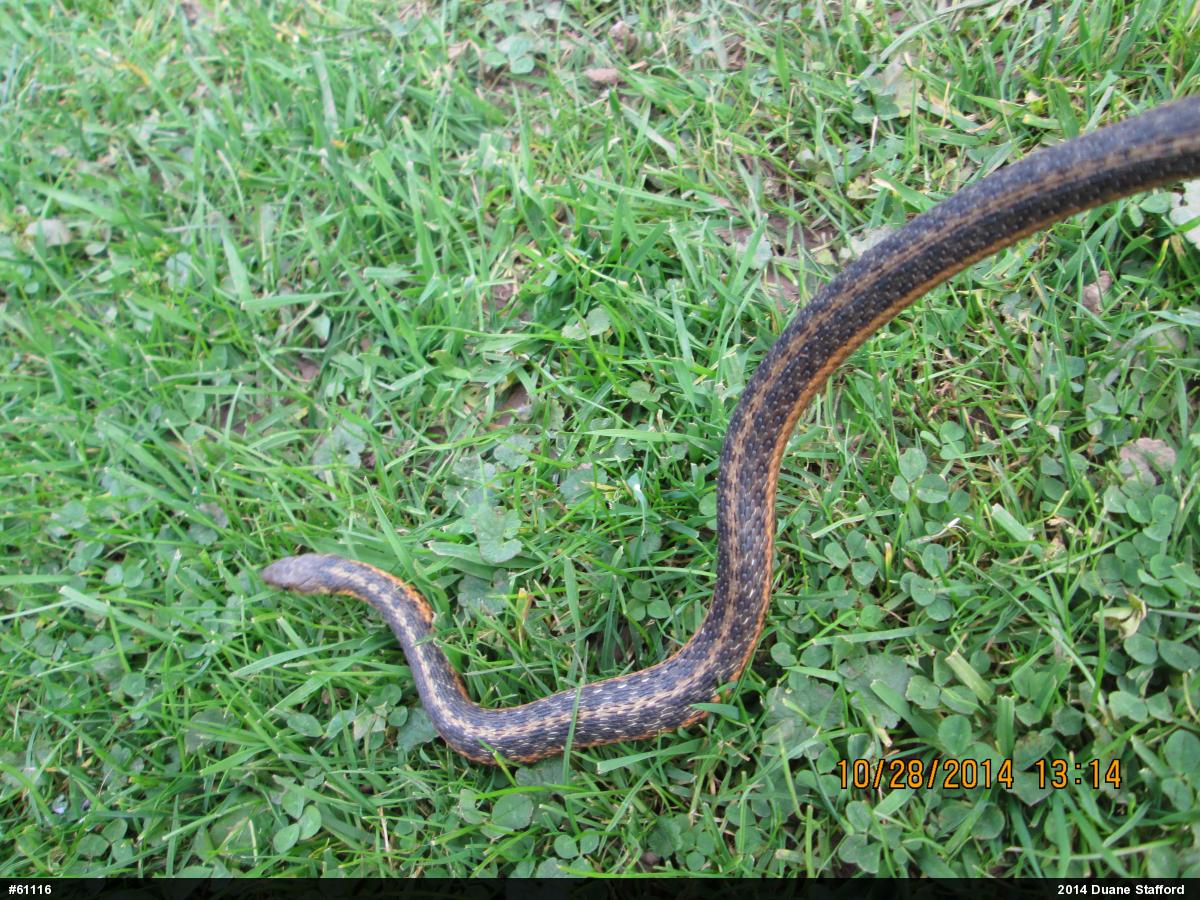 Eastern Gartersnake