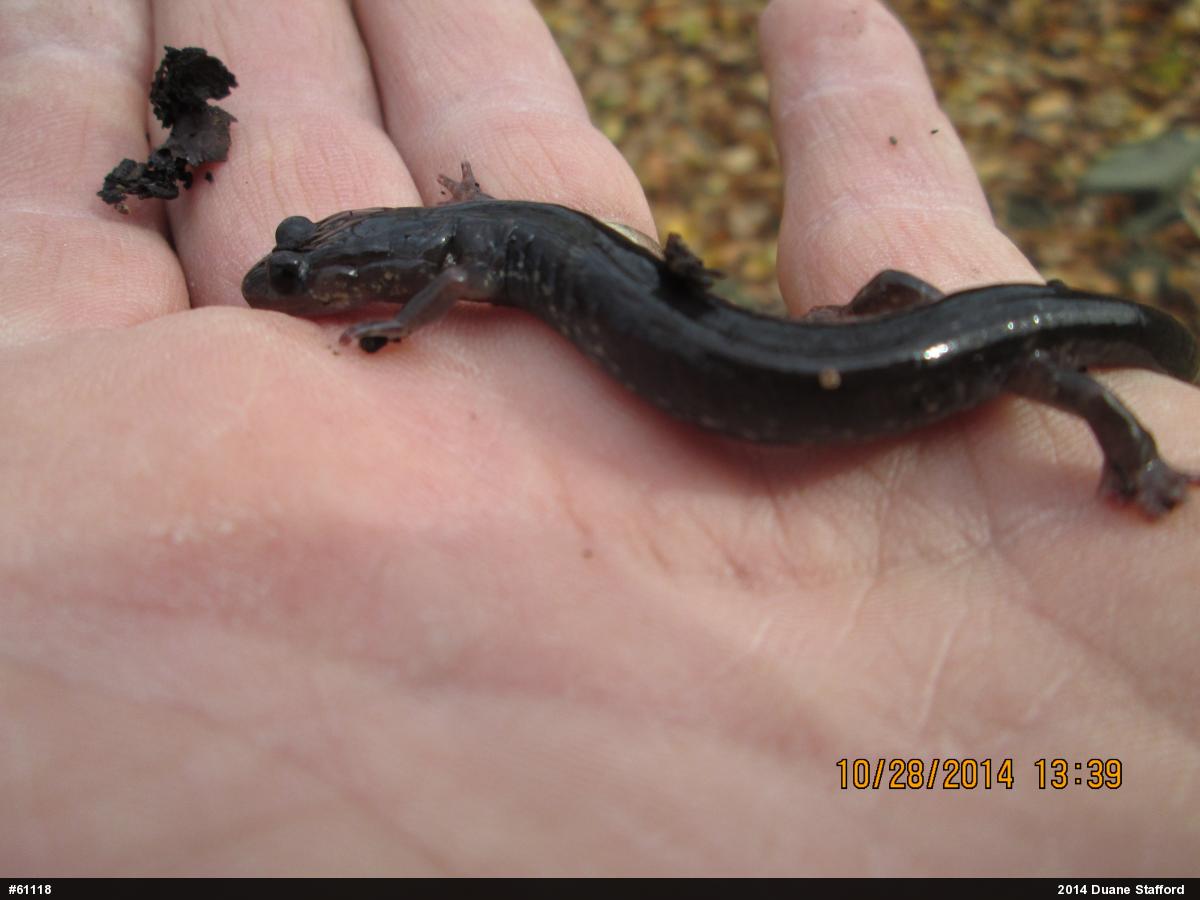 Wehrle's Salamander
