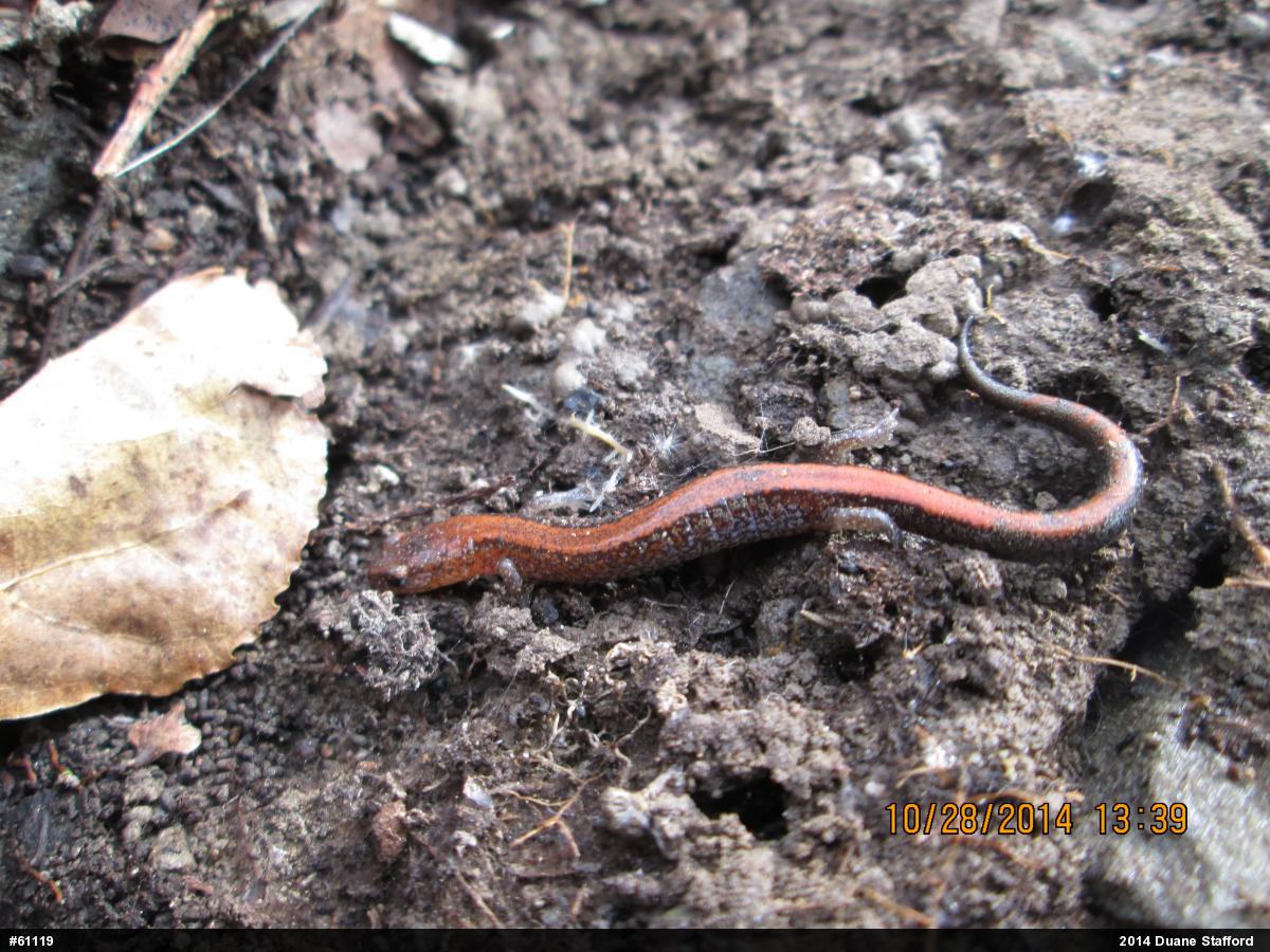 Eastern Red-backed  Salamander