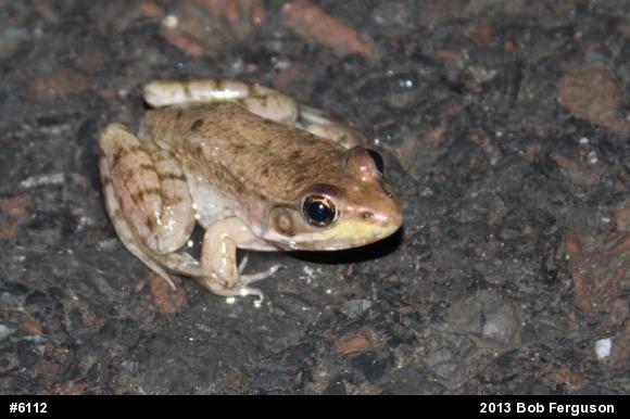 Green Frog