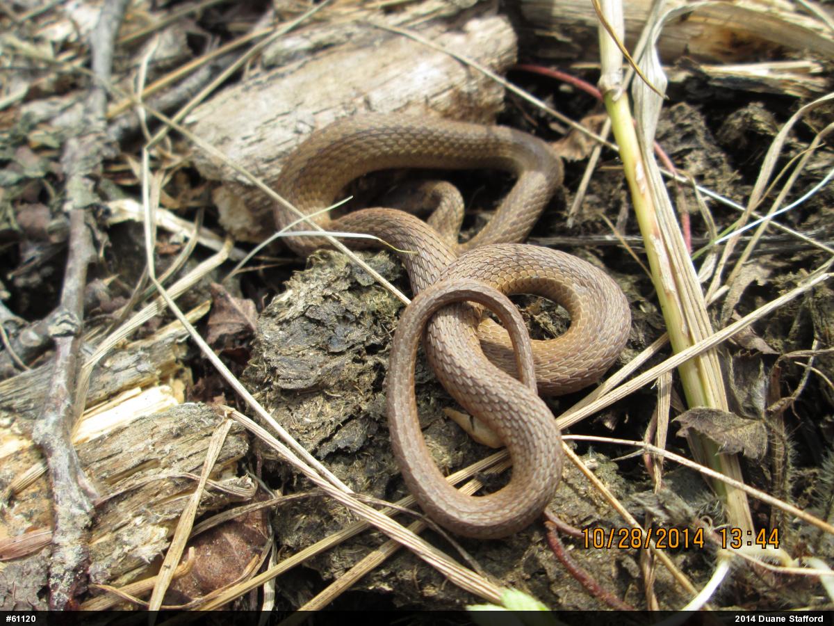 Red-bellied Snake