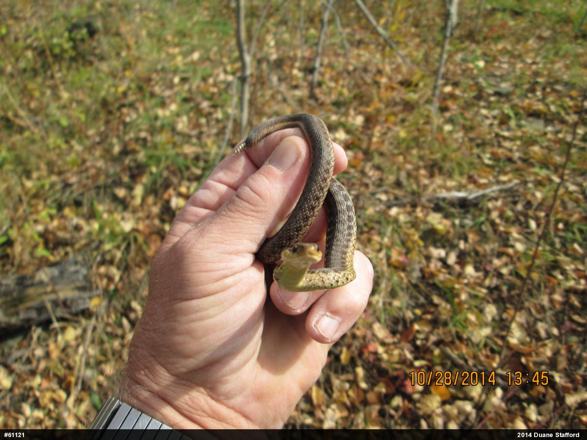 Eastern Gartersnake