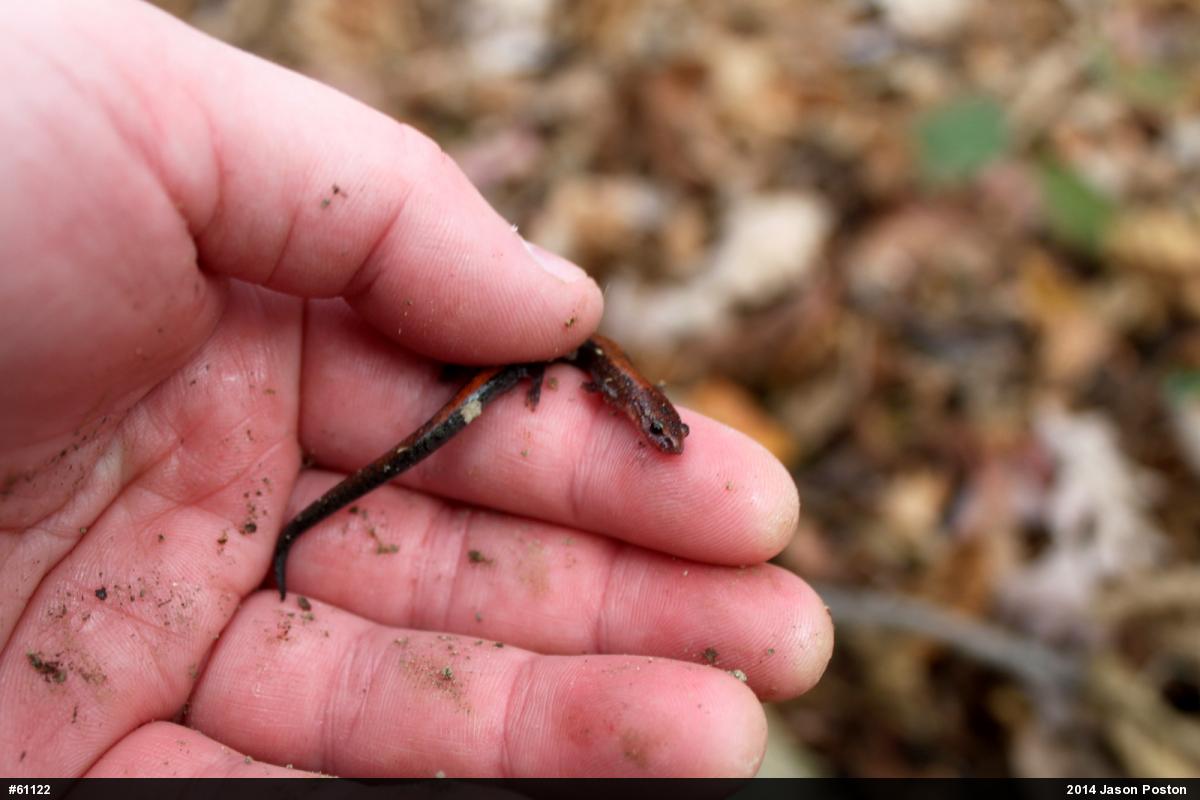 Eastern Red-backed  Salamander