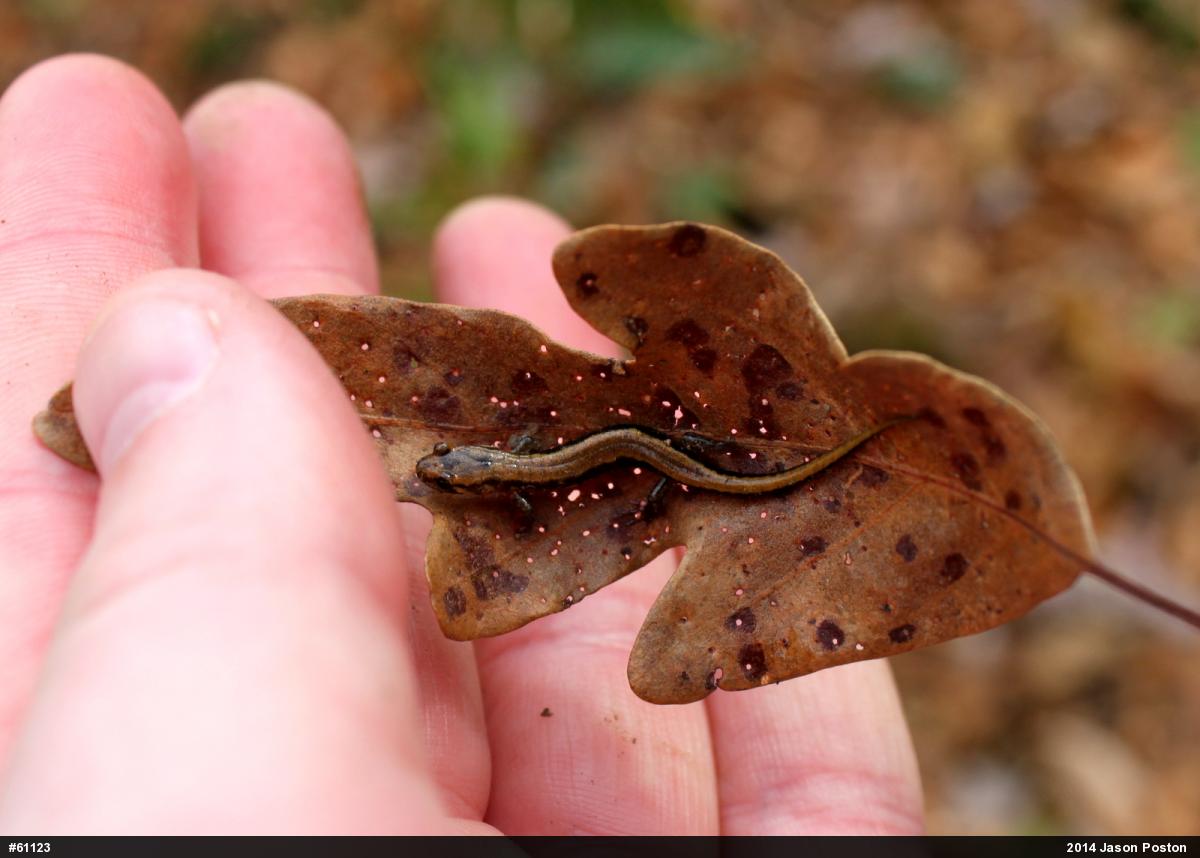 Allegheny Mountain Dusky Salamander