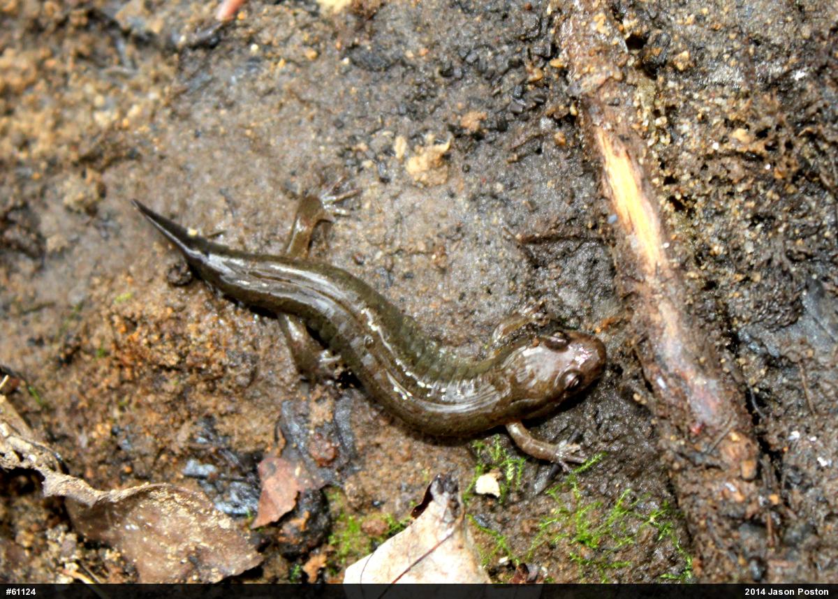 Northern Dusky Salamander