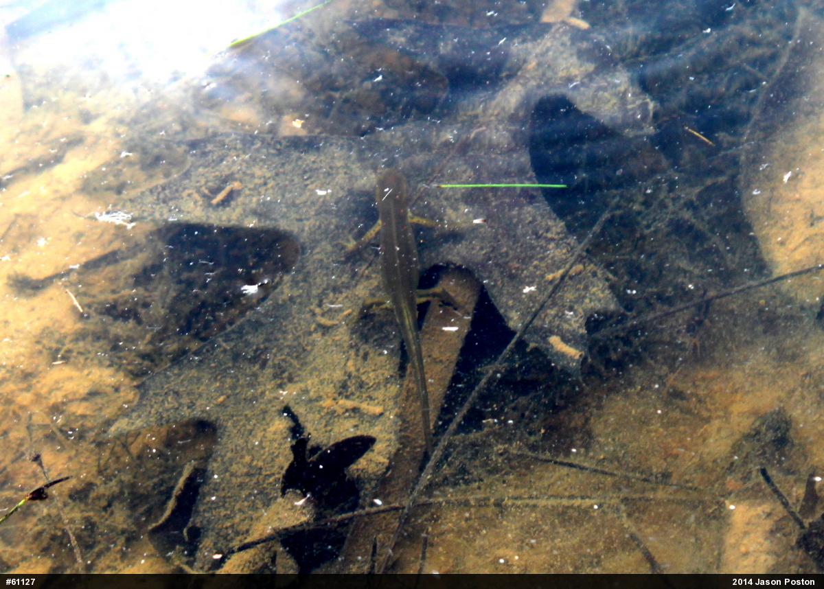 Red-spotted Newt