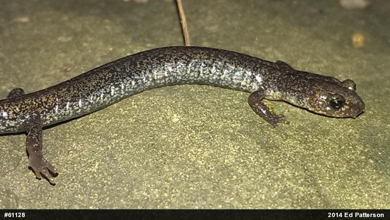 Valley And Ridge Salamander