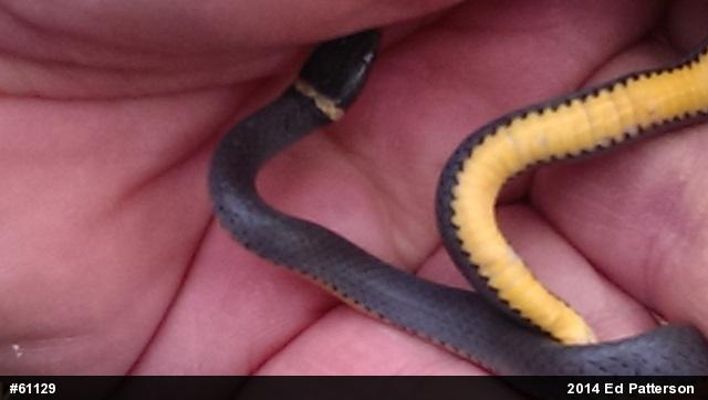 Northern Ring-necked Snake