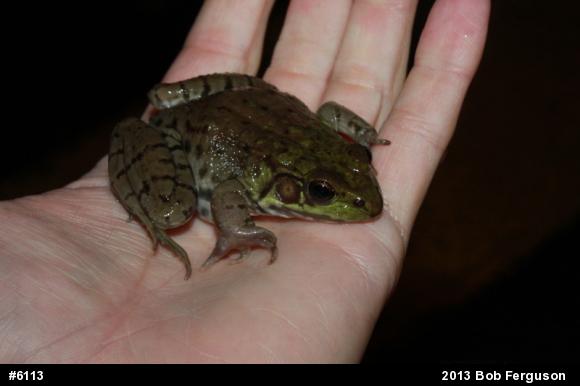 Green Frog