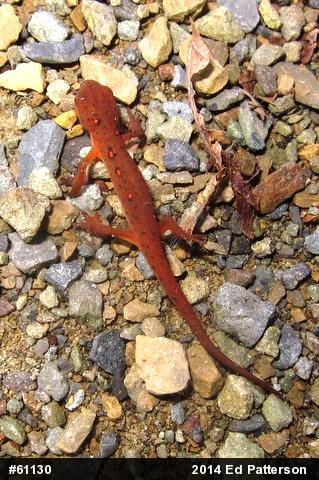 Red-spotted Newt