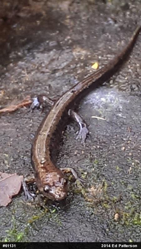 Allegheny Mountain Dusky Salamander