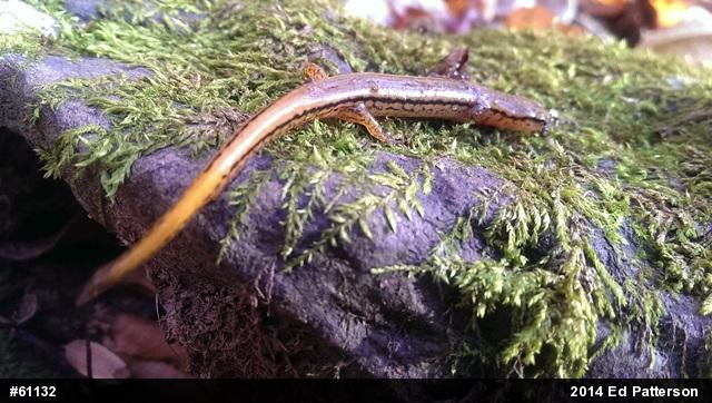 Northern Two-lined Salamander