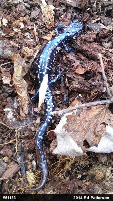 Northern Slimy Salamander