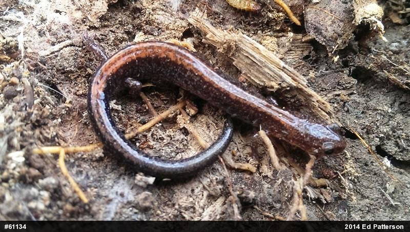 Eastern Red-backed  Salamander