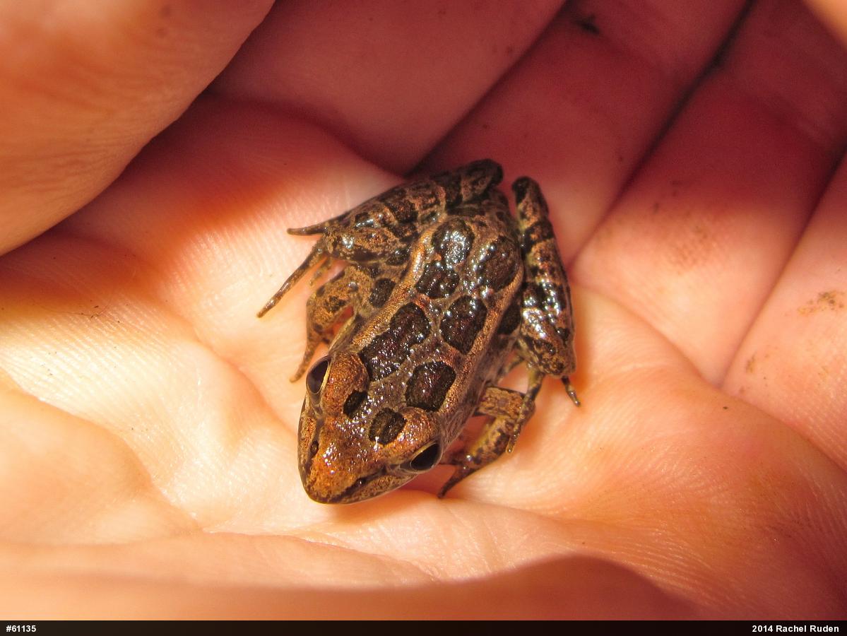 Pickerel Frog