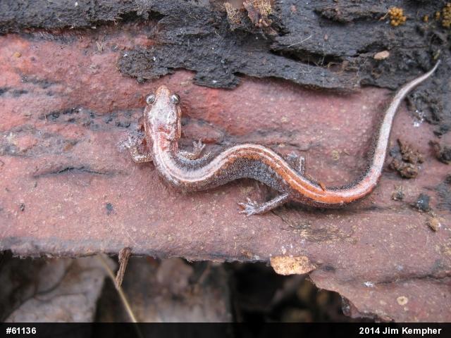 Eastern Red-backed  Salamander