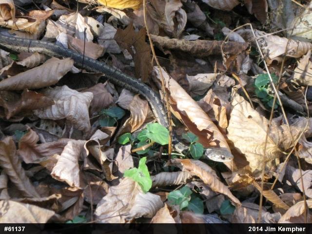 Eastern Gartersnake