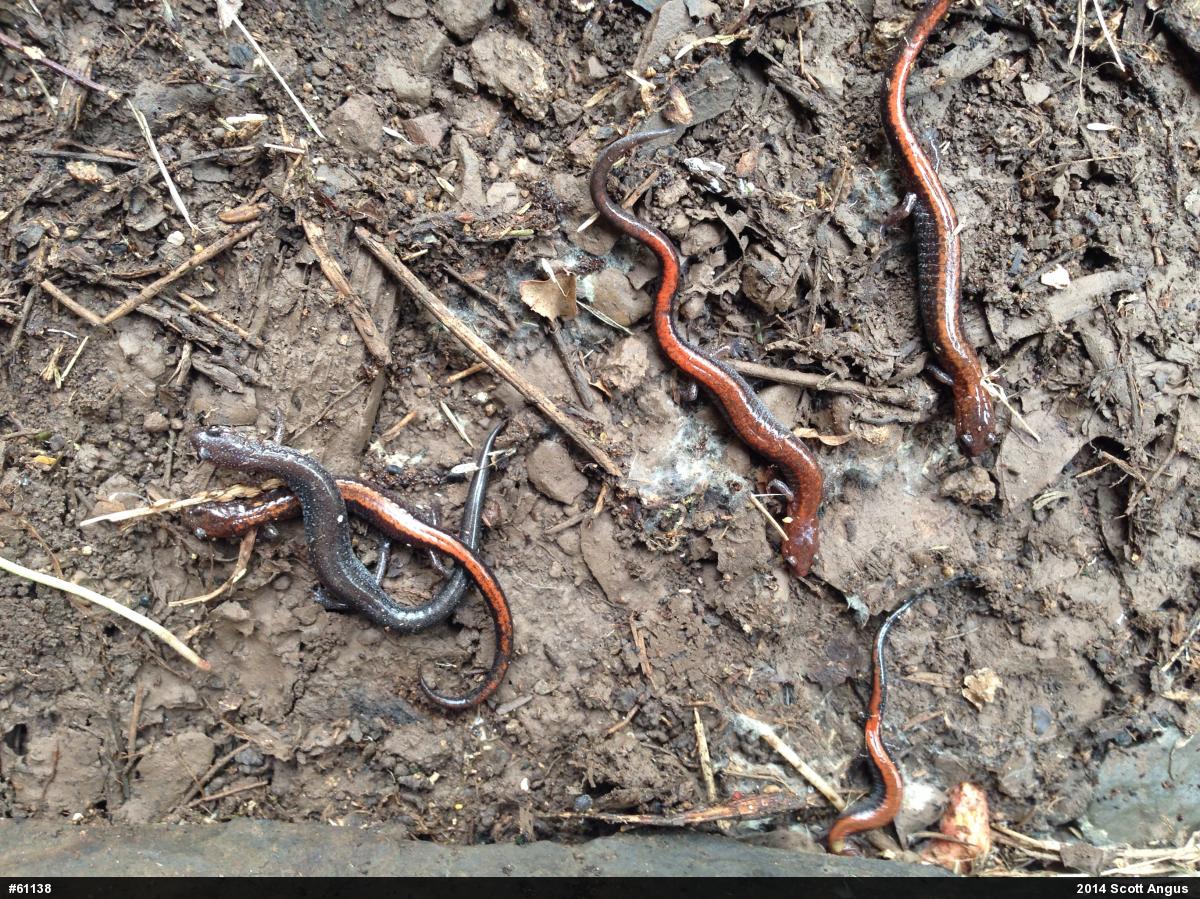 Eastern Red-backed  Salamander