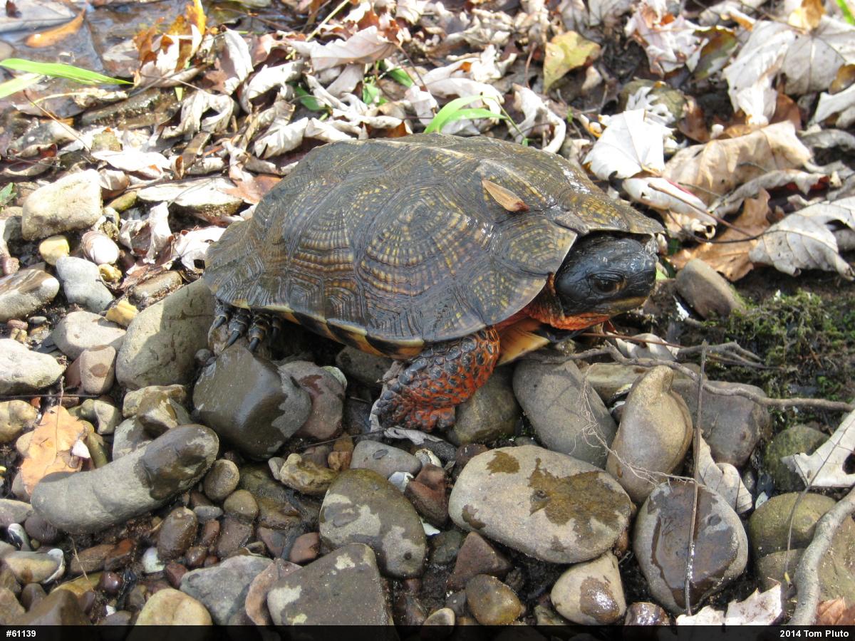 Wood Turtle