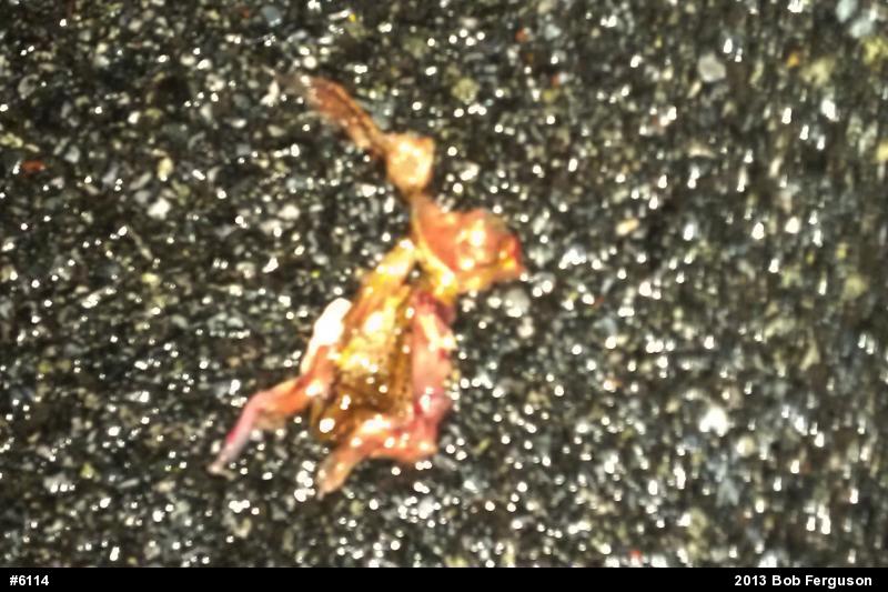 Green Frog