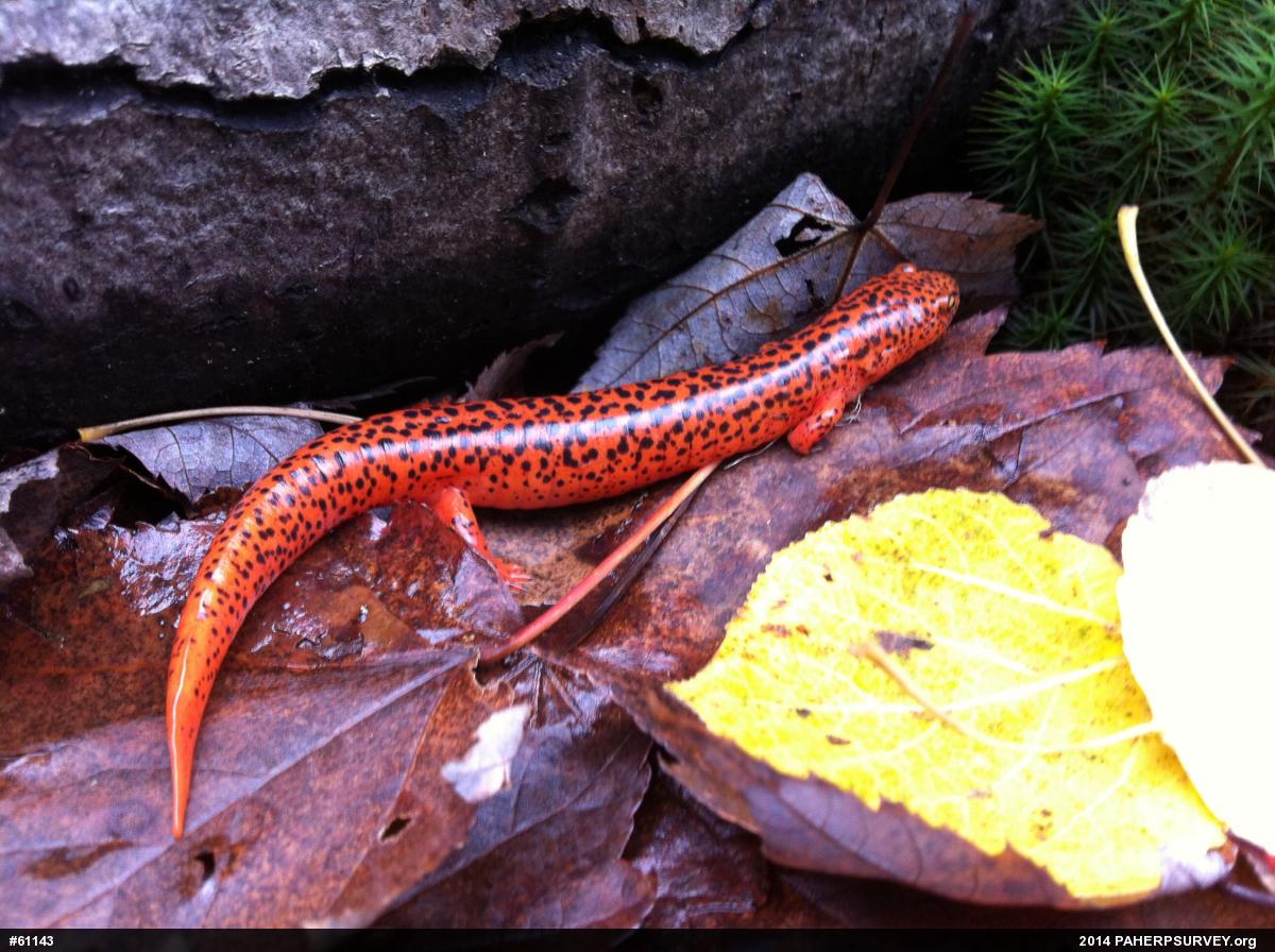 Northern Red Salamander