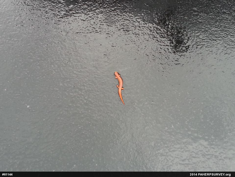 Northern Red Salamander