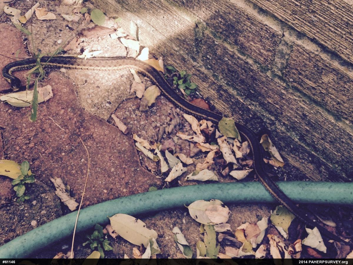 Eastern Gartersnake