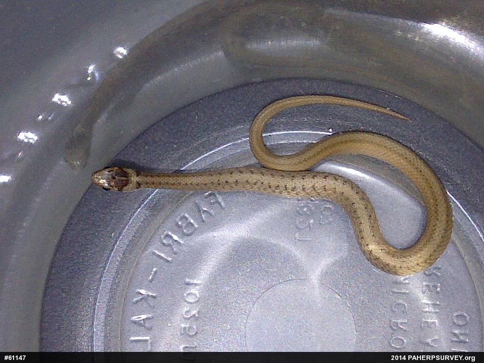 Dekay's Brownsnake