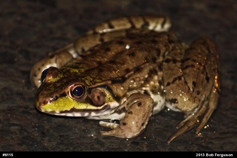 Green Frog