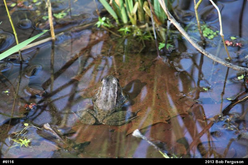 Green Frog